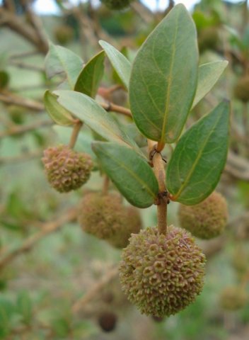Cephalanthus natalensis leaves
